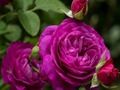 กุหลาบสีม่วง เกมออนไลน์