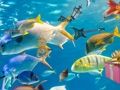 วัตถุที่ซ่อนอยู่: สไลด์เขตร้อน เกมออนไลน์