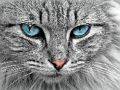 จิ๊กซอว์ของ Cat Eye  เกมออนไลน์