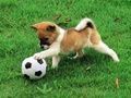ปริศนาสุนัขเล่นสนุกกลางแจ้ง เกมออนไลน์