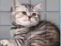 Picpu Cat เกมออนไลน์
