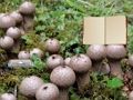 Lycoperdon Mushroom Land Escape เกมออนไลน์