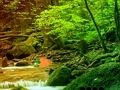 หลบหนีจากป่าสายรุ้งอันเงียบสงบ  เกมออนไลน์