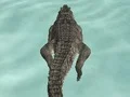 Crocodile Simulator Beach Hunt เกมออนไลน์