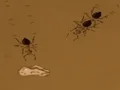 Save the crumb เกมออนไลน์