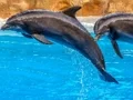 Sea Dolphin Jigsaw เกมออนไลน์