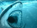 Hungry Shark เกมออนไลน์
