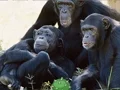 Funny Chimpanzee Jungle Escape เกมออนไลน์
