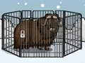 Rescue The Musk Ox เกมออนไลน์