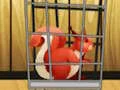 Rescue The Red Squirrel From Cage เกมออนไลน์