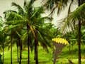 Escape From Coconut Land เกมออนไลน์