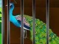 Liberate the Caged Beauty เกมออนไลน์