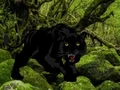 Escape from Black Panther Forest เกมออนไลน์