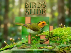 Birds Slide เกมออนไลน์