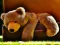 Plush Teddy Bear เกมออนไลน์