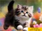 Puzzle Sliding Kittens เกมออนไลน์