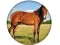 Animal Quiz เกมออนไลน์