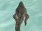 Crocodile Simulator Beach Hunt เกมออนไลน์