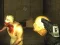 Exiled Zombies เกมออนไลน์
