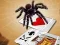 Jumping Spider เกมออนไลน์