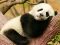 Animal Differences เกมออนไลน์