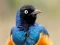 Animal Puzzle: Wildlife & Logic เกมออนไลน์