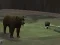 Bear Den เกมออนไลน์
