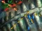 Fishing King เกมออนไลน์