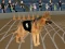 Crazy Dog Racing Fever เกมออนไลน์