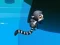 Jungle Jump เกมออนไลน์