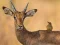 Wild Deer Jigsaw เกมออนไลน์
