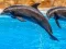 Sea Dolphin Jigsaw เกมออนไลน์