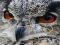 Wild owl Jigsaw เกมออนไลน์
