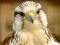 Gyrfalcon Jigsaw เกมออนไลน์