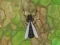Antwar.io เกมออนไลน์