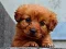 Puppy Puzzle เกมออนไลน์