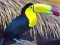 Toucan Bird Jigsaw เกมออนไลน์