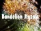 Dandelion Jigsaw เกมออนไลน์