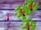 Smash Ants เกมออนไลน์