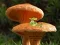 Mushroom Plant Land Escape เกมออนไลน์