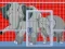 Mommy And Baby Elephants Rescue เกมออนไลน์