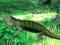 Lizard Forest Escape เกมออนไลน์