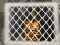 Tiger Escape 1 เกมออนไลน์