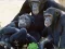 Funny Chimpanzee Jungle Escape เกมออนไลน์