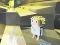 Kogama: Adventure เกมออนไลน์