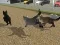 Run Cat Cat Race เกมออนไลน์
