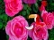 Precious Rose Escape เกมออนไลน์