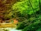 Peaceful Rainbow Forest Escape เกมออนไลน์