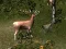 Sniper Hunting Deadly Animal เกมออนไลน์