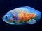 Tiger Fish Jigsaw เกมออนไลน์